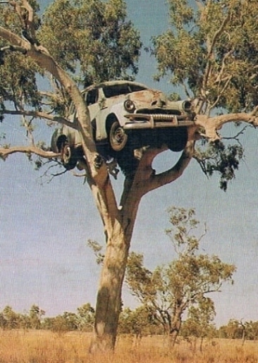 up a gum tree.jpg