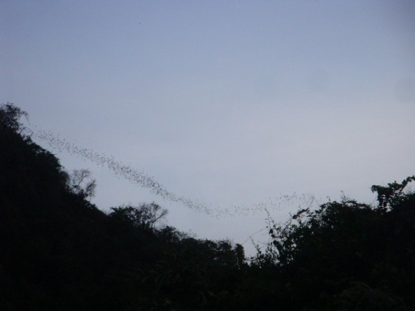 Like steam coming from a boiling kettle, the bats started coming out of the cave.