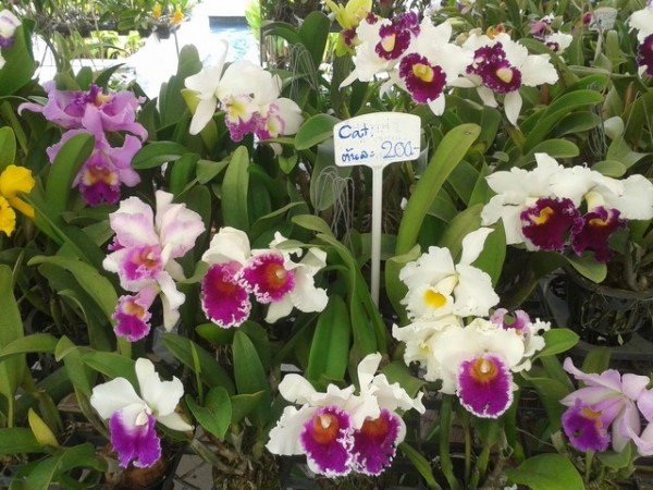 I was well impressed at some of the orchids, which were much larger blooms than usual