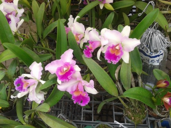 I was well impressed at some of the orchids, which were much larger blooms than usual