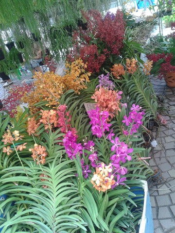 I was well impressed at some of the orchids, which were much larger blooms than usual