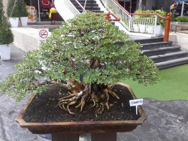 The bonsai trees were really beautiful.