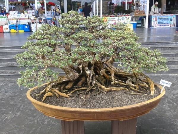 The bonsai trees were really beautiful.