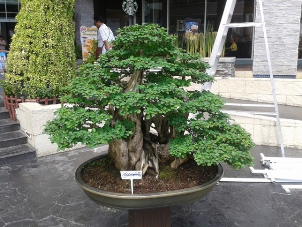 The bonsai trees were really beautiful.