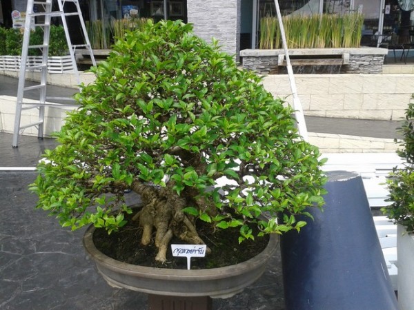 The bonsai trees were really beautiful.