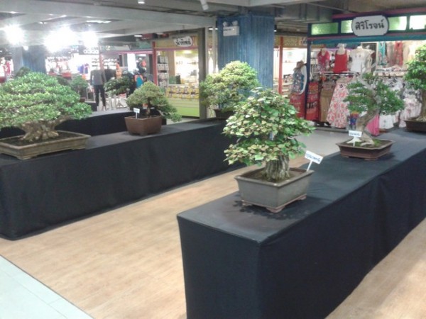 The bonsai trees were really beautiful.