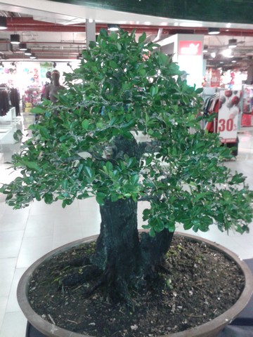 The bonsai trees were really beautiful.