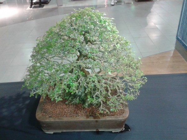 The bonsai trees were really beautiful.
