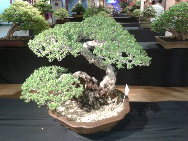 The bonsai trees were really beautiful.