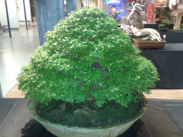 The bonsai trees were really beautiful.