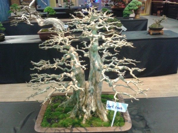 The bonsai trees were really beautiful.