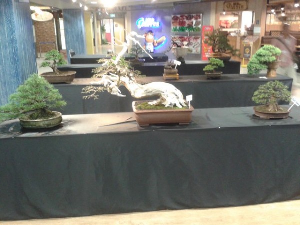 The bonsai trees were really beautiful.