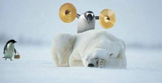 Polar Bear and a rude awakening..jpg