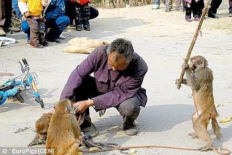 Monkey.jpg