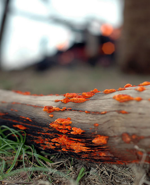 Lichen moment