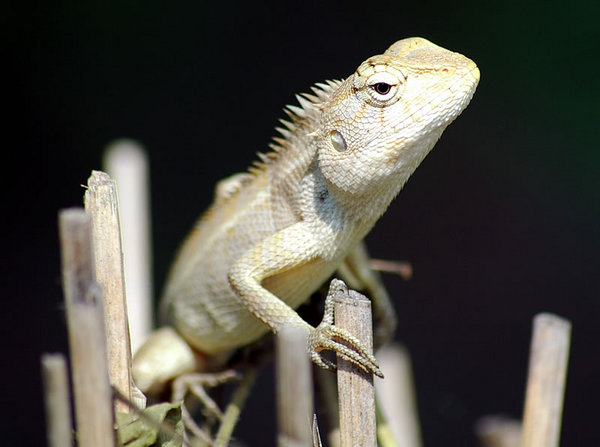Shot on macro with Sigma 100-300mm, f7, ISO 200.