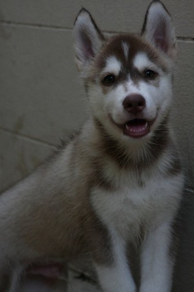 Female blue eye