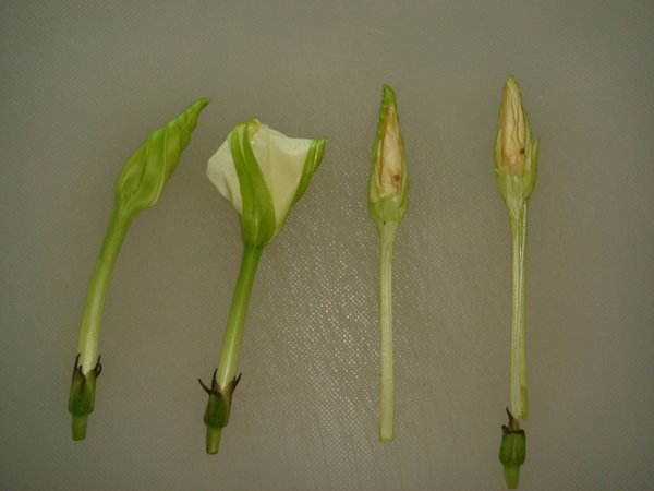 HHAD Chinese Asparagus (640x480).jpg