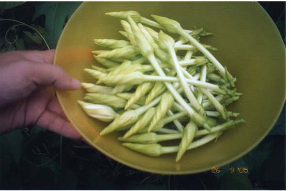 FlowC1.jpg