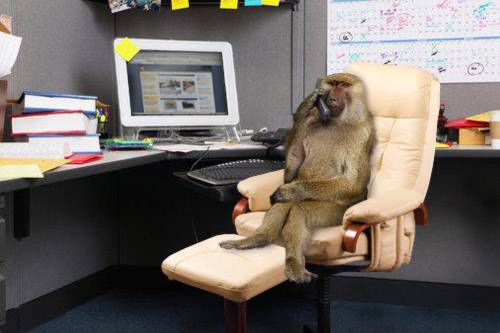 monkey-business.jpg