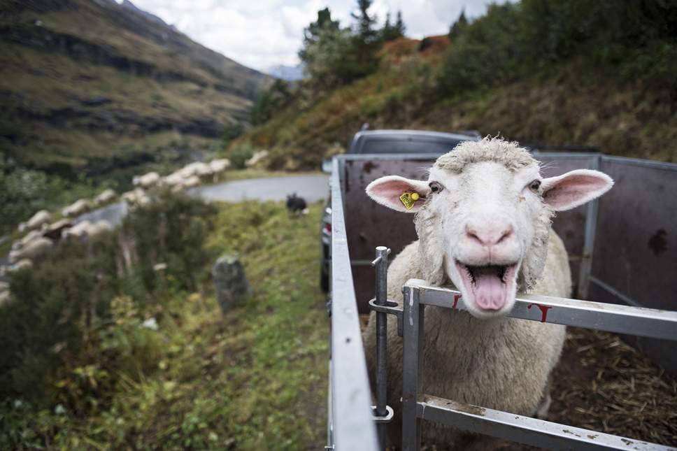 Rampage: Sheep in a Welsh village are believed to have eaten cannabis plants