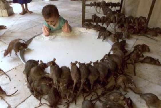 37Rats!!!.jpg