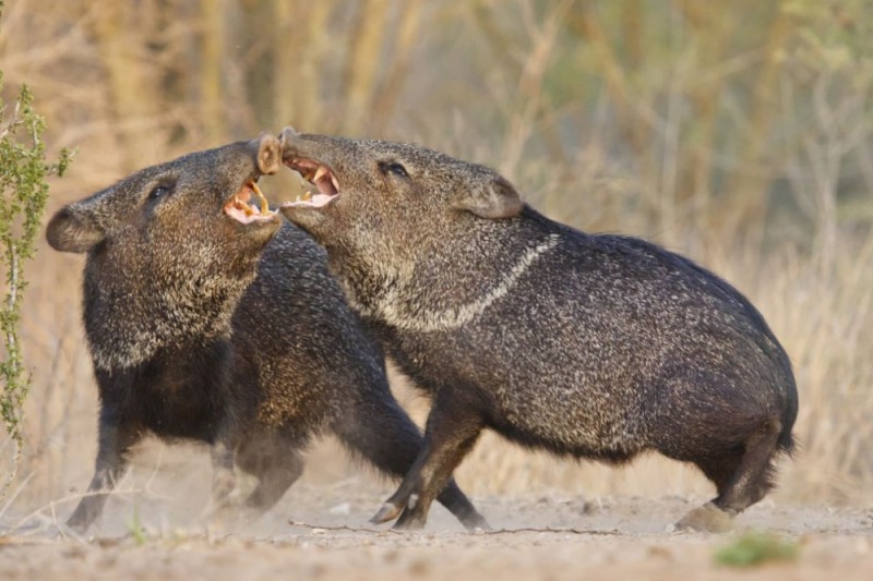 Attacks from feral pigs are extremely rare. Source: Getty, file photo