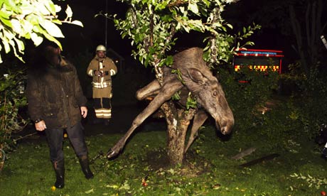 A-moose-stuck-in-an-apple-007.jpg