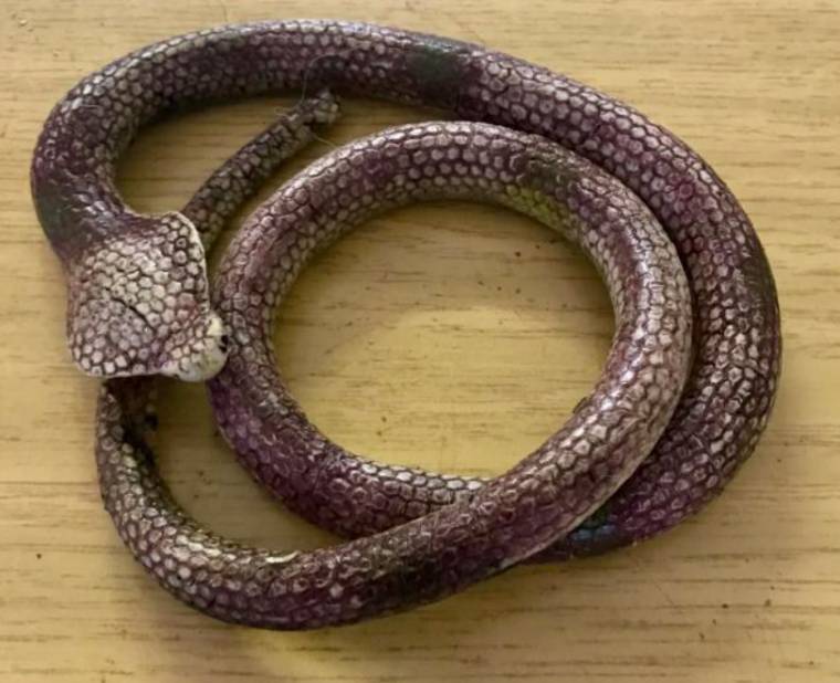 The rubber toy was at first thought to be a venomous snake. Source: RSPCA