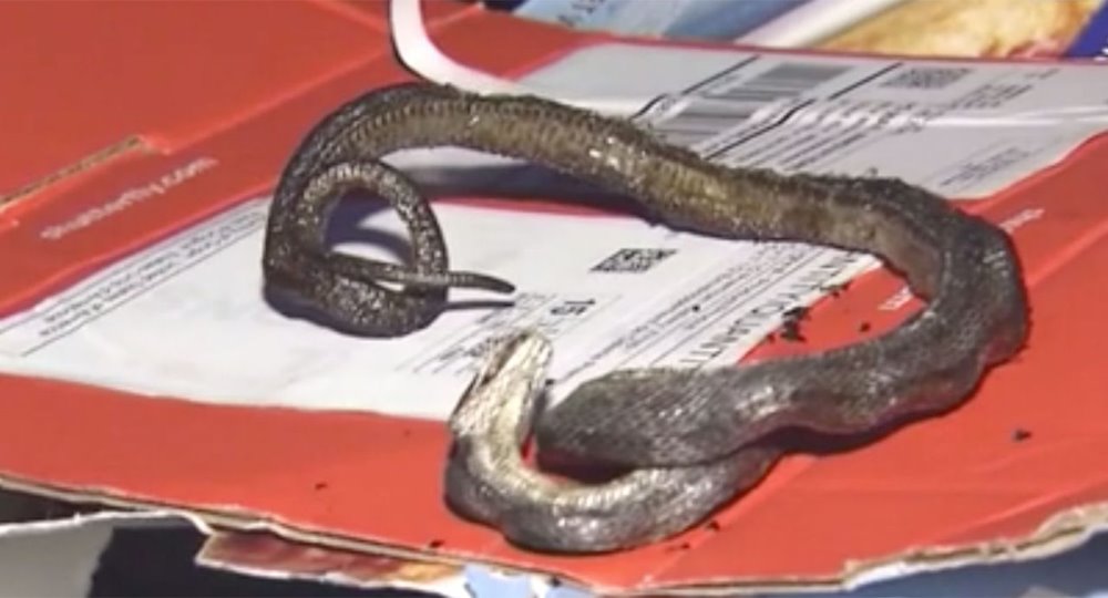 Amber Helm was shocked to find the snake inside the oven. Source: WRAL