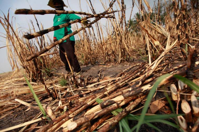A worker holds sugarcane stalks at a burnt field in Suphan Buri.  BANGKOK POST