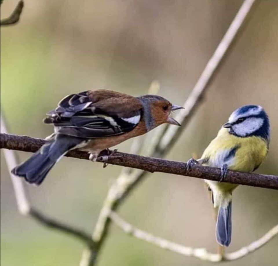 Birds.jpg