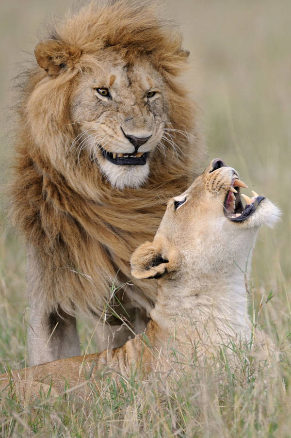 lions-laughing.jpg