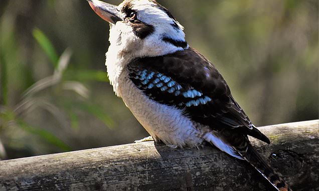 Bird-Goat.jpg