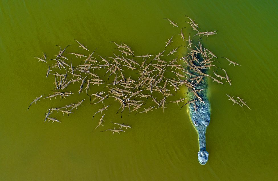 Croc2.jpg