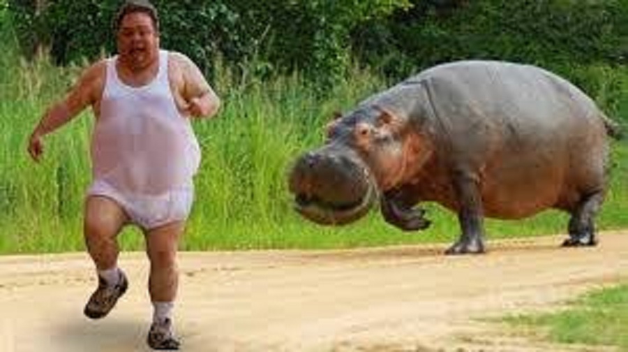 Hippo.jpg