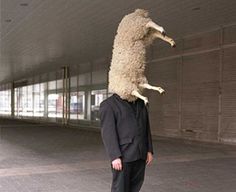 sheep.jpg