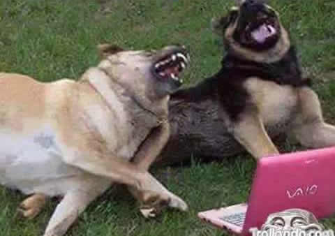 dogs.jpg