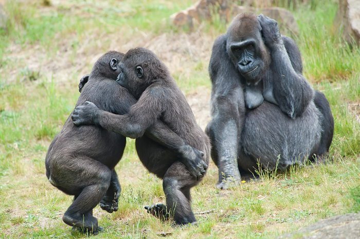 apes.jpg