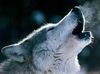 wolves.jpg