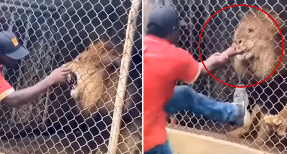 lion.jpg