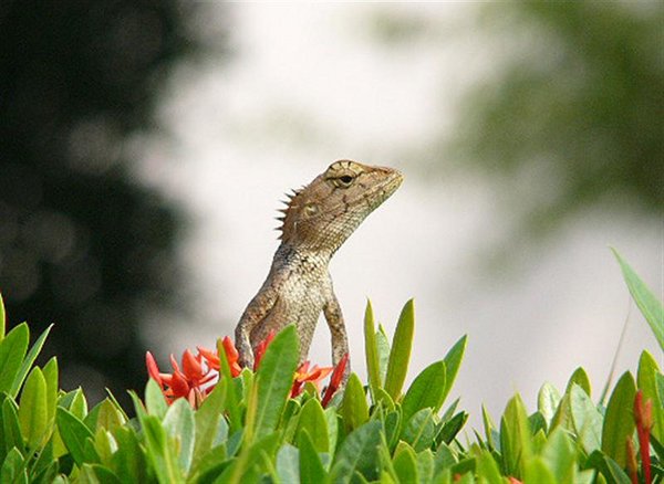 Lizard4 (Medium).jpg
