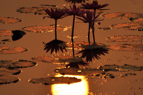 Early one morning.....