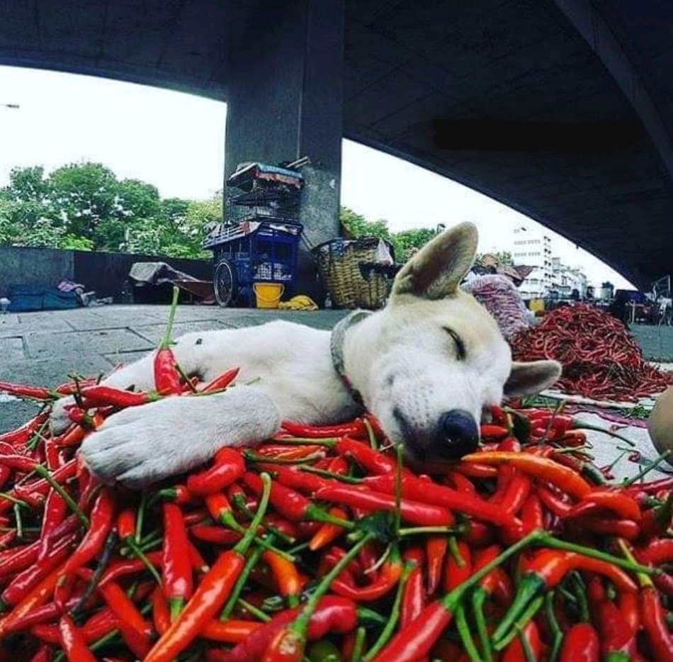 chili-dog.jpg