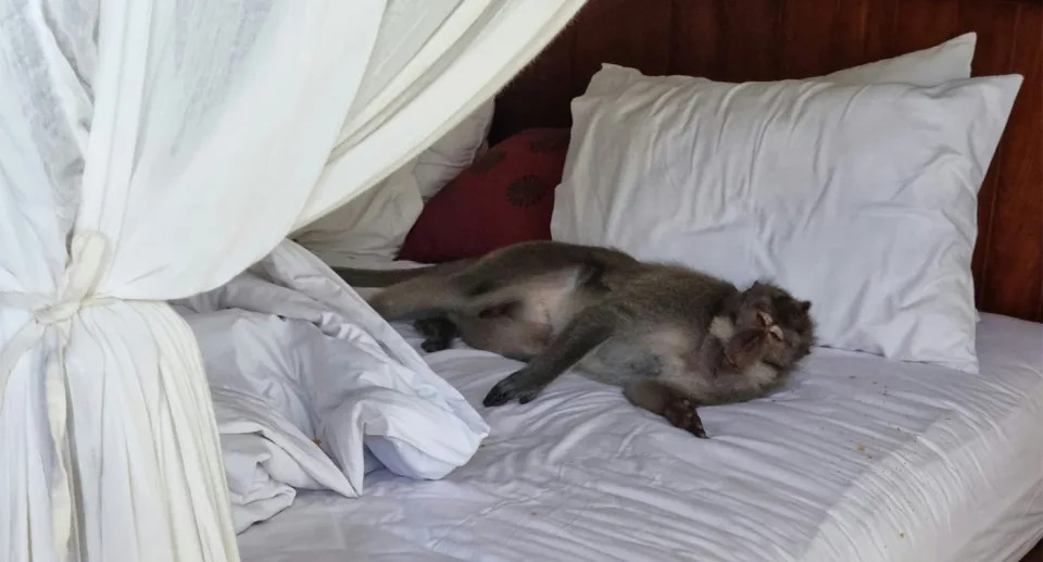 The 'intruder' made himself at home and refused to leave – even helping himself to the couple's snacks. Source: Facebook/Terry Mills