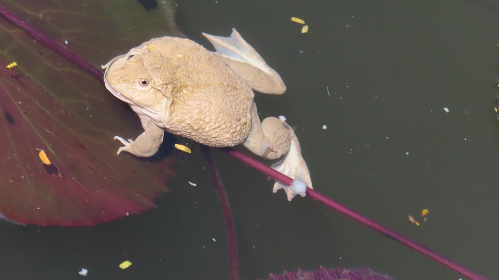 I had to take a photo of this baby.  Yes, he truly was a baby at about 9&quot; long - they grow to about twice this size.