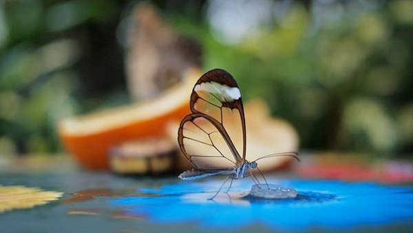 Glasswing.JPG