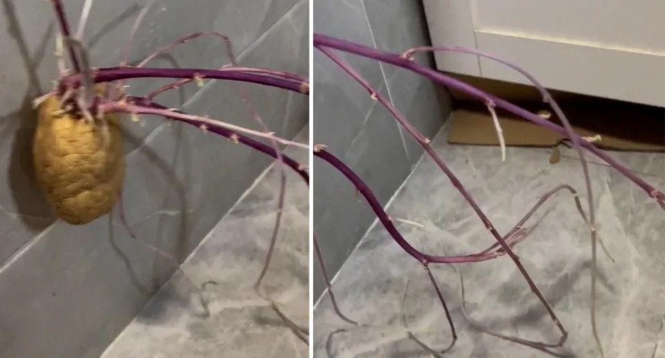 The potato was left for two months, growing roots that left it off the ground. Source: AsiaWire/ Australscope