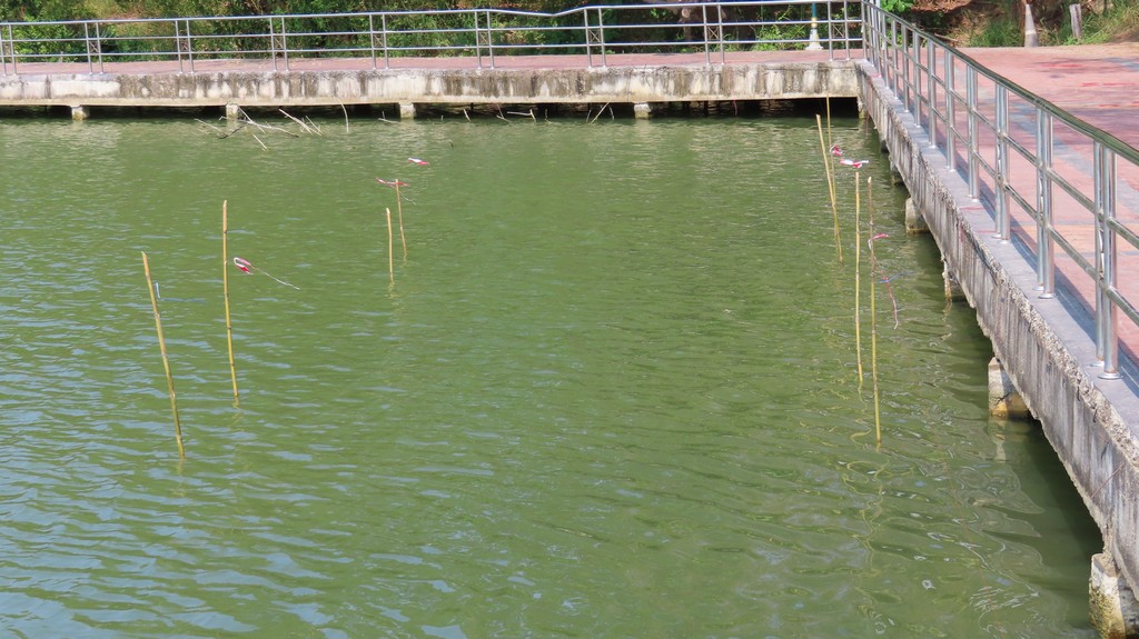 Sticks in the water placed along the fishing line guides.