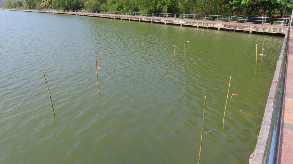 Sticks in the water placed along the fishing line guides.